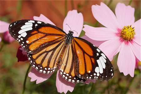 polinización - Butterfly on Flower, Chiang Mai, Thailand Foto de stock - Sin royalties Premium, Código: 600-02428512