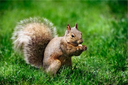 Gray Squirrel Foto de stock - Royalty Free Premium, Número: 600-02428934