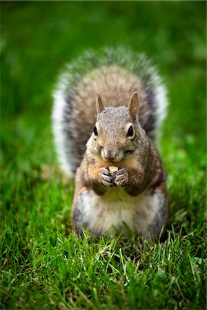 Gray Squirrel Foto de stock - Sin royalties Premium, Código: 600-02428935