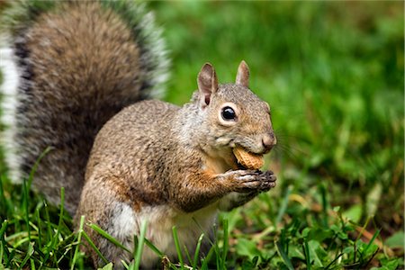 Gray Squirrel Foto de stock - Royalty Free Premium, Número: 600-02428937