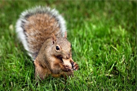 Gray Squirrel Foto de stock - Sin royalties Premium, Código: 600-02428938