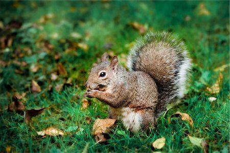 Gray Squirrel Foto de stock - Sin royalties Premium, Código: 600-02428932