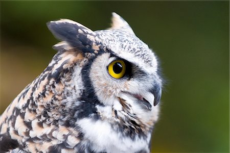 Portrait du hibou Photographie de stock - Premium Libres de Droits, Code: 600-02461498