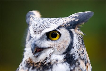 Portrait of Owl Stock Photo - Premium Royalty-Free, Code: 600-02461499