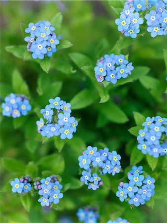 simsearch:600-02386127,k - Forget-me-nots Foto de stock - Sin royalties Premium, Código: 600-02463600