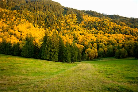 simsearch:841-03869928,k - Field and Forest in Autumn Stock Photo - Premium Royalty-Free, Code: 600-02519142