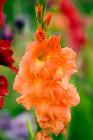 field of orange flowers - Close-up of Orange Flower, Salzburger Land, Austria Stock Photo - Premium Royalty-Free, Code: 600-02594003