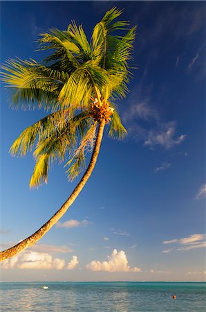 simsearch:600-02590666,k - Palm Tree over Lagoon, Bora Bora, French Polynesia Fotografie stock - Premium Royalty-Free, Codice: 600-02590591