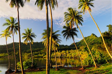 simsearch:600-02590666,k - Grove of Palm Trees by Bay, Huahine, French Polynesia Fotografie stock - Premium Royalty-Free, Codice: 600-02590603
