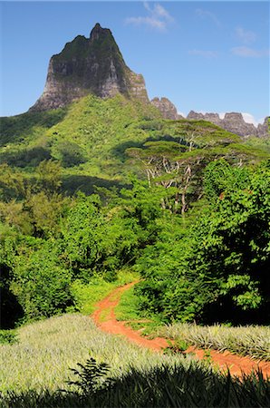 path mountains not people - Path to Mount Mauaroa, Moorea, French Polynesia Stock Photo - Premium Royalty-Free, Code: 600-02590678