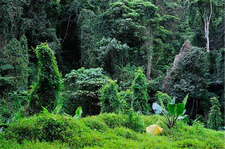 Forêt tropicale, Rarotonga, Cook Islands Photographie de stock - Premium Libres de Droits, Code: 600-02590705