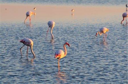 flamingo - Flamants roses debout dans l'eau, Camargue, France Photographie de stock - Premium Libres de Droits, Code: 600-02590869