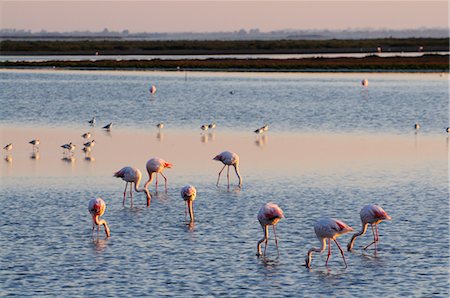 Flamants roses debout dans l'eau, Camargue, France Photographie de stock - Premium Libres de Droits, Code: 600-02590870