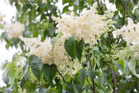 simsearch:600-03017077,k - Japanese Lilac Stock Photo - Premium Royalty-Free, Code: 600-02593606