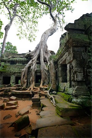 raíz - Ta Prom Temple, Angkor, Cambodia Foto de stock - Sin royalties Premium, Código: 600-02593805