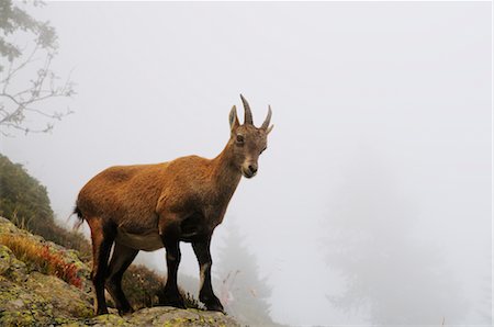 Alpine Ibex, Aiguilles Rouges, Chamonix, France Foto de stock - Sin royalties Premium, Código: 600-02593855
