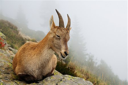 Alipine Ibex, Aiguilles Rouges, Chamonix, France Photographie de stock - Premium Libres de Droits, Code: 600-02593856