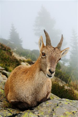 Portrait de l'Alpine Ibex, Aiguilles Rouges, Chamonix, France Photographie de stock - Premium Libres de Droits, Code: 600-02593857