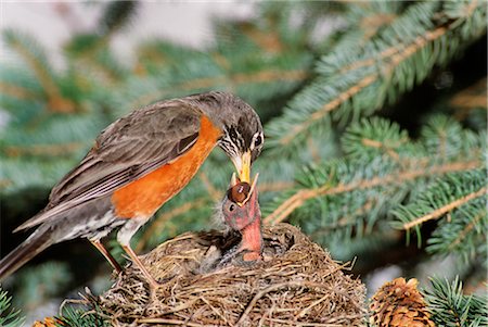 American Robin Mother Feeding Babies in Nest, Calgary, Alberta, Canada Stock Photo - Premium Royalty-Free, Code: 600-02637864