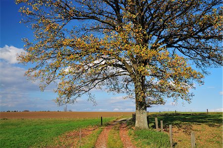 roble (madera) - Oak Tree in Field, Fuerstenfeldbruck, Bavaria, Germany Foto de stock - Sin royalties Premium, Código: 600-02633496
