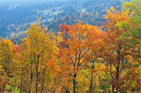 Forêt d'automne dans les montagnes, les Alpes bernoises, Suisse Photographie de stock - Premium Libres de Droits, Code: 600-02633505