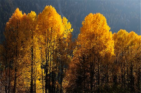 Aspen Trees, Engadin, Switzerland Foto de stock - Royalty Free Premium, Número: 600-02633516