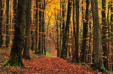 fall foliage forest floor - Path through Forest, Franconian Switzerland, Bavaria, Germany Stock Photo - Premium Royalty-Free, Code: 600-02633517