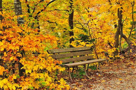 Park Bench in Autumn Forest, Danube Valley, Baden-Wurttemberg, Germany Stock Photo - Premium Royalty-Free, Code: 600-02633510