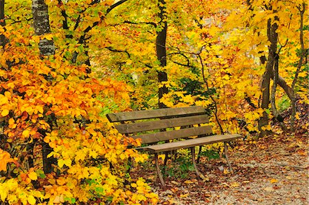 simsearch:600-03665740,k - Banc de parc en forêt d'automne, la vallée du Danube, Bade-Wurtemberg, Allemagne Photographie de stock - Premium Libres de Droits, Code: 600-02633510