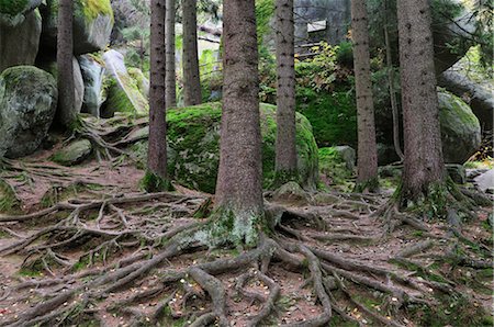 Grove of Trees among Rocks, Luisenburg Felsenlabyrinth, Fichtelgebirge, Bavaria, Germany Stock Photo - Premium Royalty-Free, Code: 600-02633525