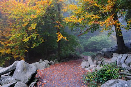 Walkway through Stone Run in Forest, Reichenbach, Odenwald, Hessen, Germany Stock Photo - Premium Royalty-Free, Code: 600-02633529