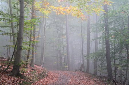 Promenade à travers la forêt, Reichenbach, Odenwald, Hesse, Allemagne Photographie de stock - Premium Libres de Droits, Code: 600-02633536