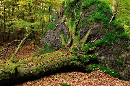 Fallen Tree in Forest, Schoenbuch, Baden-Wurttemberg, Germany Foto de stock - Sin royalties Premium, Código: 600-02633537
