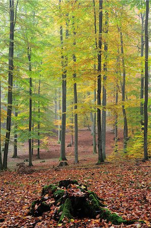 spessart - Forêt dans le brouillard, Spessart, Bavière, Allemagne Photographie de stock - Premium Libres de Droits, Code: 600-02633539