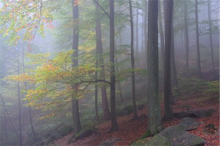 Forêt de brouillard, Reichenbach, Odenwald, Hesse, Allemagne Photographie de stock - Premium Libres de Droits, Code: 600-02633532