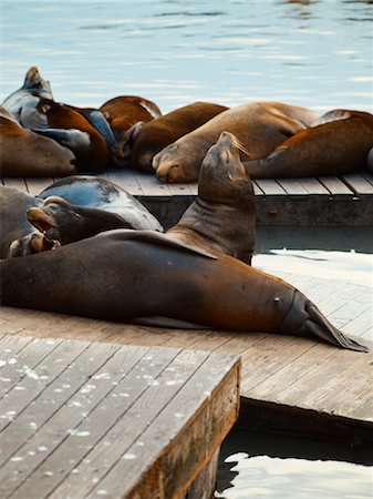 simsearch:400-06094384,k - Sea Lions on Dock, San Francisco, California, USA Foto de stock - Royalty Free Premium, Número: 600-02646073