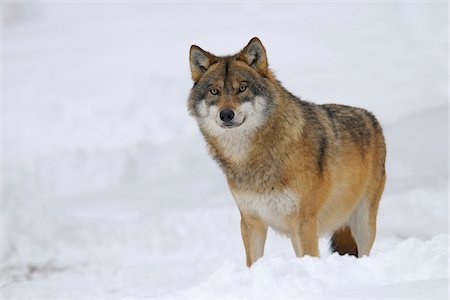 Wolf, Bavarian Forest National Park, Bavaria, Germany Foto de stock - Sin royalties Premium, Código: 600-02659670