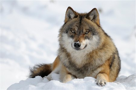 Wolf, Bavarian Forest National Park, Bavaria, Germany Foto de stock - Sin royalties Premium, Código: 600-02659671