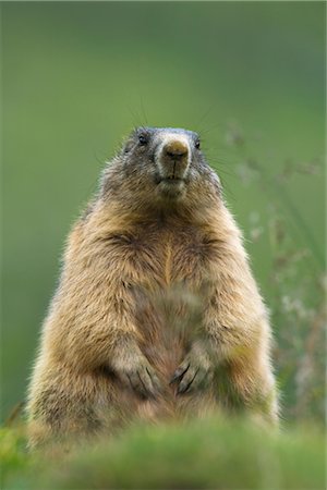 Portrait of Alpine Marmot, Hohe Tauern National Park, Austria Stock Photo - Premium Royalty-Free, Code: 600-02659673
