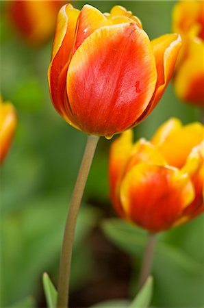 Close-up of Tulips at the Real Jardin Botanico de Madrid, Madrid, Spain Stock Photo - Premium Royalty-Free, Code: 600-02659701