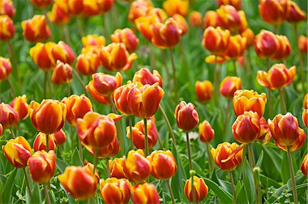Close-up of Tulips at the Real Jardin Botanico de Madrid, Madrid, Spain Stock Photo - Premium Royalty-Free, Code: 600-02659702