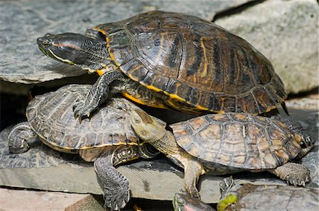 paarung (begattung) - Schildkröten auf einem Fels, Estacion de Atocha, Madrid, Spanien Stockbilder - Premium RF Lizenzfrei, Bildnummer: 600-02659703