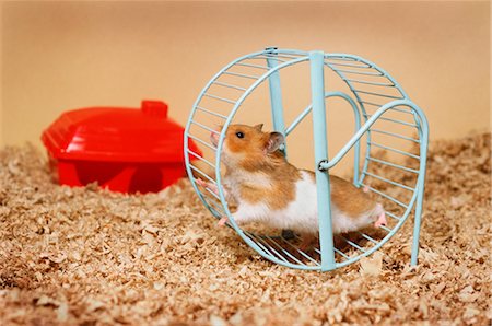 En cours d'exécution sur la roue de hamster Photographie de stock - Premium Libres de Droits, Code: 600-02659826