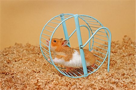 En cours d'exécution sur la roue de hamster Photographie de stock - Premium Libres de Droits, Code: 600-02659827