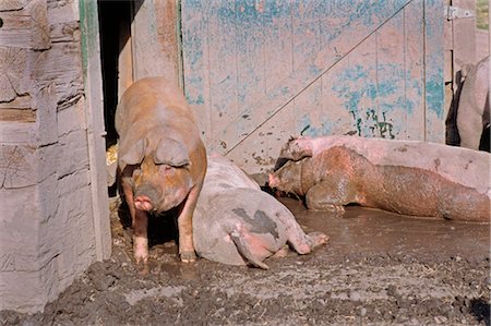 Pigs in Pen, Heritage Park, Calgary, Alberta, Canada Stock Photo - Premium Royalty-Free, Code: 600-02659830