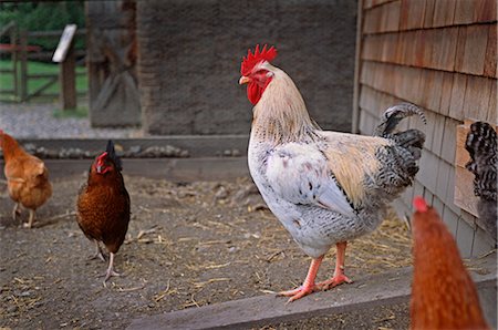 rooster - Poulets en plume, Heritage Park, Calgary, Alberta, Canada Photographie de stock - Premium Libres de Droits, Code: 600-02659832