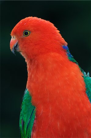 red parrot - Australian King Parrot, Dandenong Ranges National Park, Victoria, Australia Stock Photo - Premium Royalty-Free, Code: 600-02659878