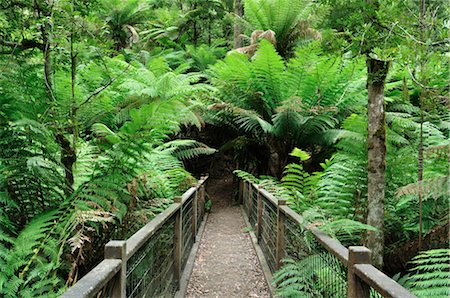 simsearch:600-01458379,k - Chemin d'accès, le Parc National de Dandenong Ranges, Victoria, Australie Photographie de stock - Premium Libres de Droits, Code: 600-02659886
