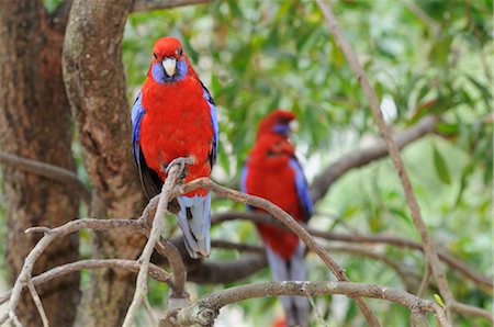 papagaio (pássaro) - Crimson Rosella, Dandenong Ranges National Park, Victoria, Australia Foto de stock - Royalty Free Premium, Número: 600-02659880