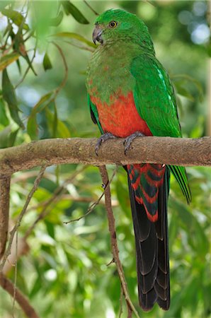 Australian King Parrot, Dandenong Ranges National Park, Victoria, Australia Foto de stock - Sin royalties Premium, Código: 600-02659881